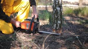 How Our Tree Care Process Works  in Chewelah, WA